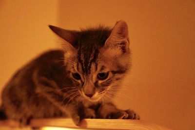 Close-up portrait of cat sitting