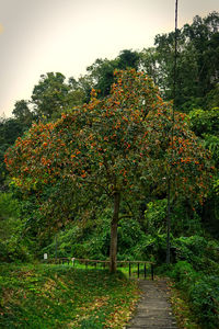 Trees growing on field against sky