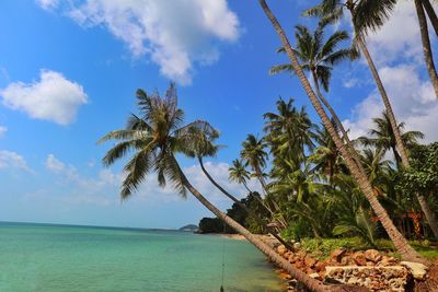 Palm trees on beach against sky