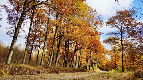Trees in forest during autumn
