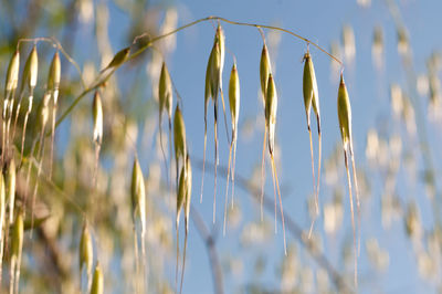 Wild oat plants and the blue sky in the background