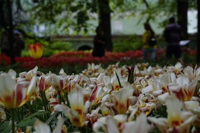 Close-up of fresh tulips blooming in park