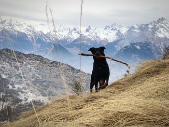 Dog on mountain against sky