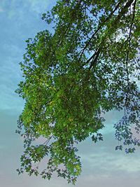 Low angle view of trees against sky