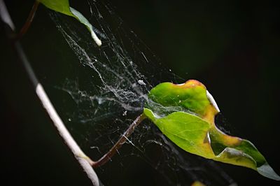 Close-up of spider on web against black background