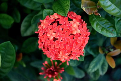 Close-up of red flowers blooming outdoors
