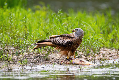 Bird perching on a lake