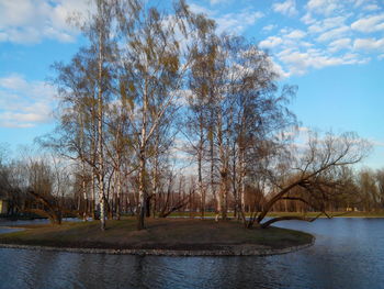 Reflection of trees in water