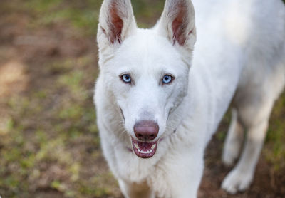 White swiss shepard with light blue eyes