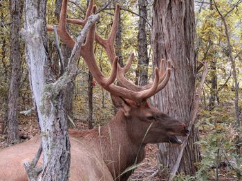 Deer in a forest