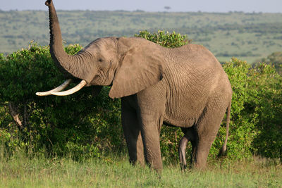 Side view of elephant walking