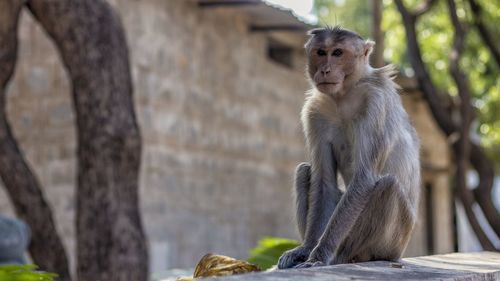 Portrait of monkey sitting on retaining wall