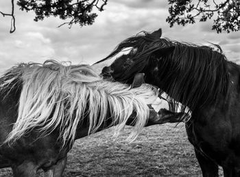 Close-up of horse against sky