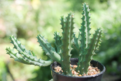 Close-up of succulent plant