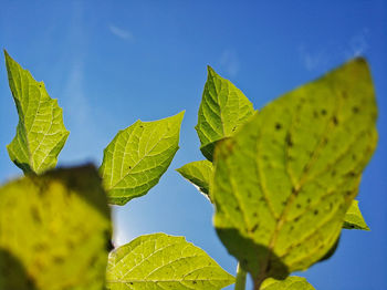 Close-up of leaves against sky