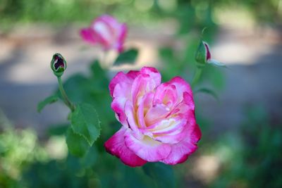 Close-up of pink rose