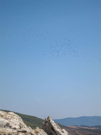 Flock of birds on mountain against blue sky