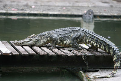 View of an animal on pier over lake