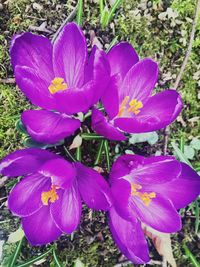 Close-up of pink flowers