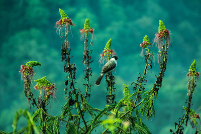 Close-up of birds perching on a plant