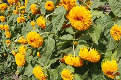 High angle view of yellow flowering plants