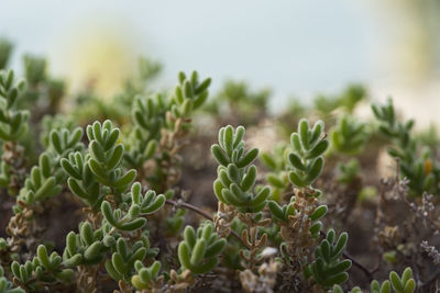 Close-up of plants growing on land