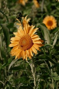 Close-up of yellow flowering plant