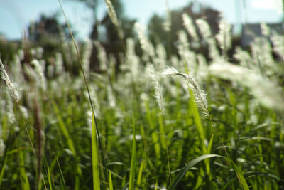 Close-up of crops growing on field