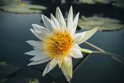 Close-up of water lily in lake