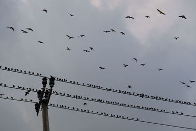 Low angle view of birds flying in sky