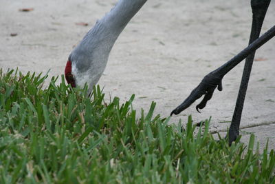 Bird on field