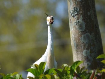 Close-up of bird perching on tree