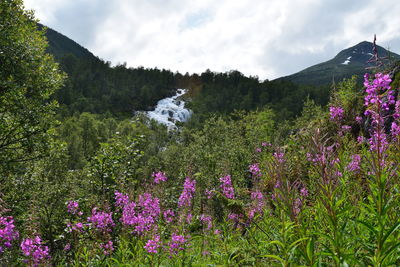 View of flowering plants on land against sky