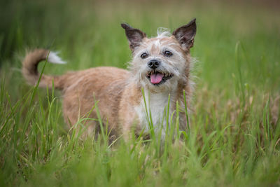 Dog sticking out tongue while standing on grassy field