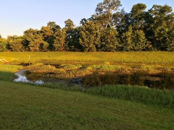 Scenic view of field by lake against trees in forest