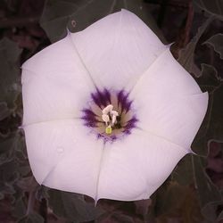 Close-up of white flowers