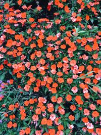 Full frame shot of flowering plants