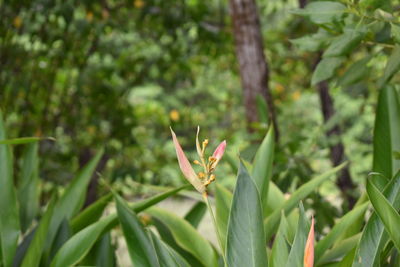 Close-up of plant against trees