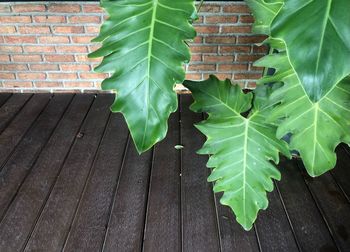 High angle view of leaves on wall