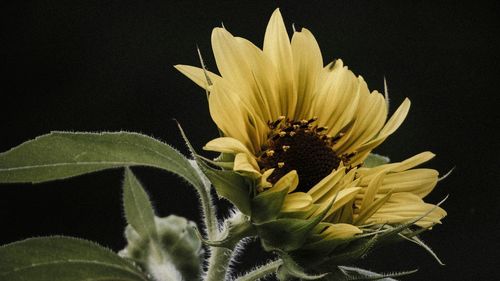 Close-up of flower blooming against black background