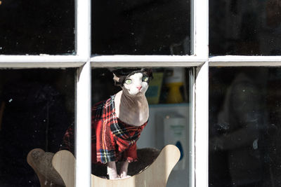 Close-up of bird looking through window