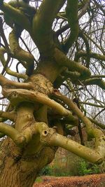 Trees growing in sunlight