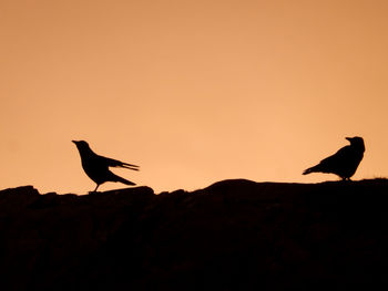 Silhouette birds on rock against orange sky