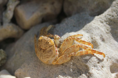 Close-up of lizard on rock