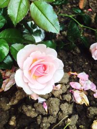 Close-up of pink rose blooming outdoors