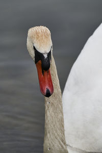 Close-up of swan on lake