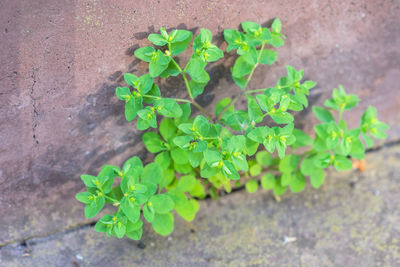 High angle view of plant growing on footpath