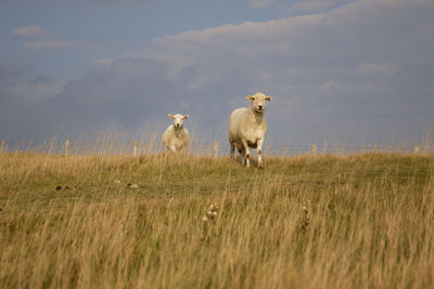 Sheep on field against sky