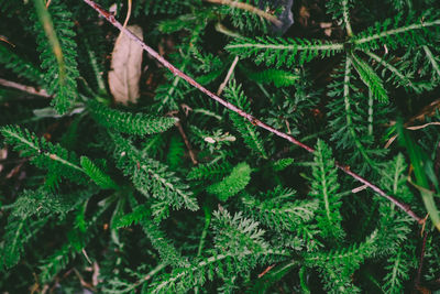 Close-up of hand holding plant