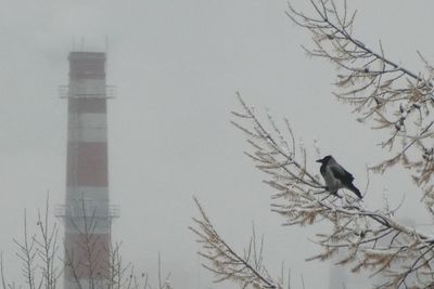 Bird perching on snow covered landscape